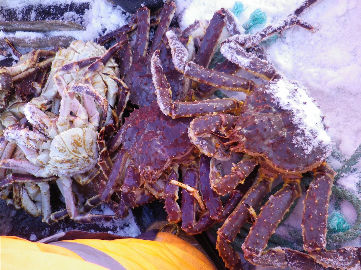 King Crab026